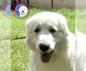 Great Pyrenees Dogs for adoption in Spring, TX, USA