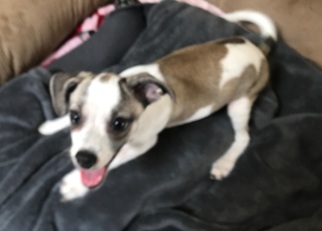 Beagle-Chihuahua Mix Dogs for adoption in Santa Fe, NM, USA