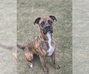 Boxer Dogs for adoption in Temple, TX, USA