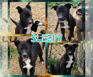 Labrador Retriever Dogs for adoption in Blacksburg, SC, USA