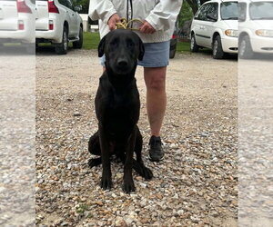 Labrador Retriever Dogs for adoption in Foristell, MO, USA