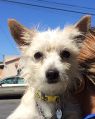 Mutt Dogs for adoption in Midway City, CA, USA