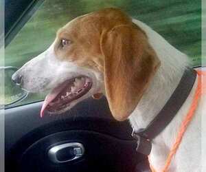 American Foxhound Dogs for adoption in Mount Airy, NC, USA