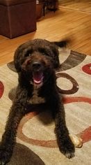 Portuguese Water Dog Dogs for adoption in Fenton, MO, USA