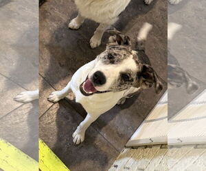 Australian Shepherd-Unknown Mix Dogs for adoption in Texarkana, TX, USA