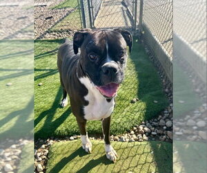 Boxer Dogs for adoption in Evansville, IN, USA
