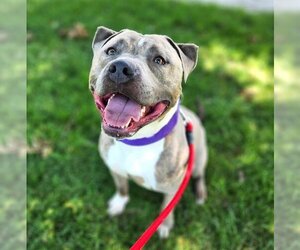 American Pit Bull Terrier Dogs for adoption in Minneapolis, MN, USA