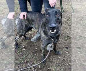 - Mix Dogs for adoption in Imlay City, MI, USA