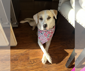 Mutt Dogs for adoption in Boston, MA, USA