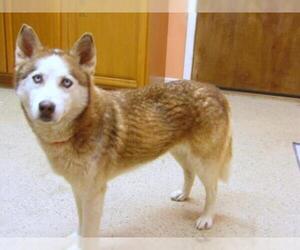 Siberian Husky Dogs for adoption in York, SC, USA