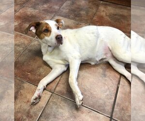 American Pit Bull Terrier-Unknown Mix Dogs for adoption in Amarillo, TX, USA