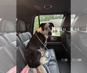 Australian Shepherd-Unknown Mix Dogs for adoption in Leavenworth, KS, USA