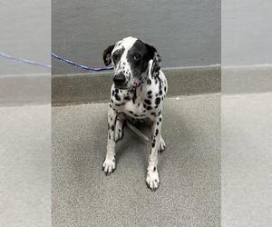 Dalmatian-Unknown Mix Dogs for adoption in Las Vegas, NV, USA