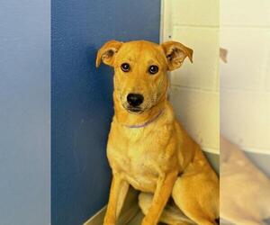 Labrador Retriever-Unknown Mix Dogs for adoption in Visalia, CA, USA