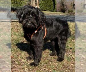 Shih-Poo Dogs for adoption in Rockville, MD, USA