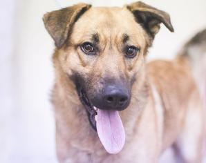 Mutt Dogs for adoption in Mountain Home, AR, USA