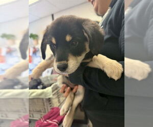 German Shepherd Dog-Unknown Mix Dogs for adoption in Stockton, CA, USA