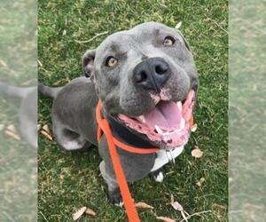 Bullypit Dogs for adoption in West Valley, UT, USA