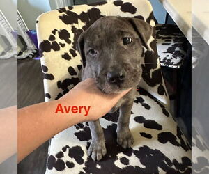 American Pit Bull Terrier-Border Collie Mix Dogs for adoption in Ball Ground, GA, USA