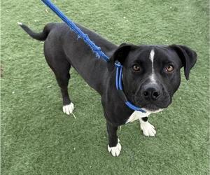 American Pit Bull Terrier Dogs for adoption in HESPERIA, CA, USA