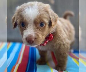 Golden Retriever-Pembroke Welsh Corgi Mix Dogs for adoption in San Diego, CA, USA