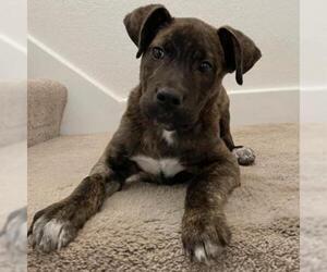 Plott Hound Dogs for adoption in Austin, TX, USA