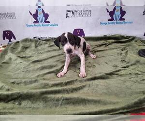 American Pit Bull Terrier-Treeing Walker Coonhound Mix Dogs for adoption in Orlando, FL, USA