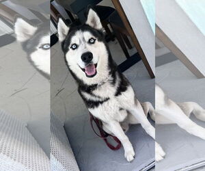 Siberian Husky Dogs for adoption in Lighthouse Point, FL, USA