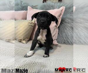 American Pit Bull Terrier-Unknown Mix Dogs for adoption in Maryville, TN, USA