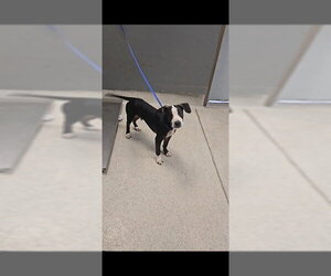 Labrador Retriever Dogs for adoption in Tallahassee, FL, USA