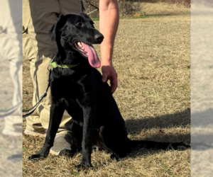 Mutt Dogs for adoption in Decatur, GA, USA