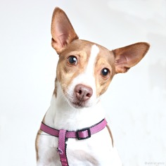 Jack-Rat Terrier Dogs for adoption in Eden Prairie, MN, USA