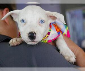 Labrador Retriever-Unknown Mix Dogs for adoption in Tallahassee, FL, USA