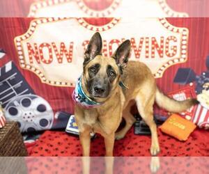 Mutt Dogs for adoption in Placerville, CA, USA