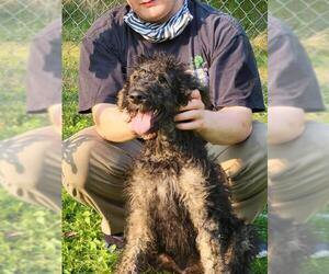 Airedoodle Dogs for adoption in Akron, OH, USA