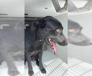 Labrador Retriever Dogs for adoption in Houston, TX, USA