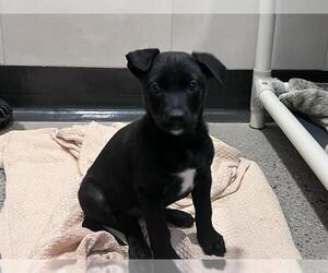 Labrador Retriever Dogs for adoption in Redwood City, CA, USA