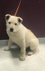 Pyrenees Husky Dogs for adoption in Maple Grove, MN, USA