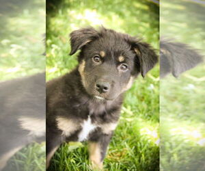 Collie-Unknown Mix Dogs for adoption in Sandy, UT, USA