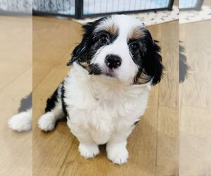 Collie-Unknown Mix Dogs for adoption in Marina Del Rey, CA, USA