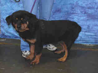 Rottweiler Dogs for adoption in Louisville, KY, USA