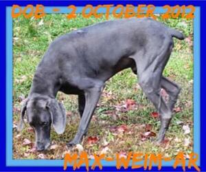 Weimaraner Dogs for adoption in Sebec, ME, USA