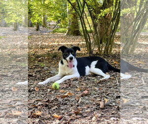 Border Collie-Unknown Mix Dogs for adoption in Rockaway, NJ, USA
