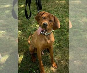 Redbone Coonhound Dogs for adoption in Amherst, OH, USA