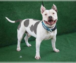 American Staffordshire Terrier Dogs for adoption in Hanford, CA, USA