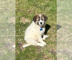 Great Pyrenees-Unknown Mix Dogs for adoption in Minneapolis, MN, USA