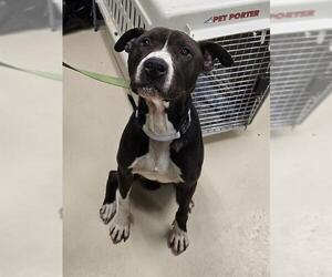American Pit Bull Terrier Dogs for adoption in Center Township, PA, USA