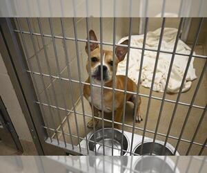 American Pit Bull Terrier-Unknown Mix Dogs for adoption in Decatur, IL, USA