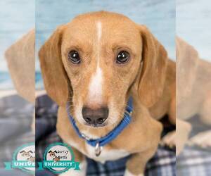 Beagle-Unknown Mix Dogs for adoption in Kennesaw, GA, USA