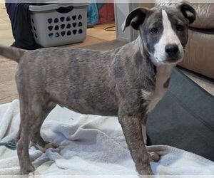 Catahoula Leopard Dog-Unknown Mix Dogs for adoption in Alexander, AR, USA